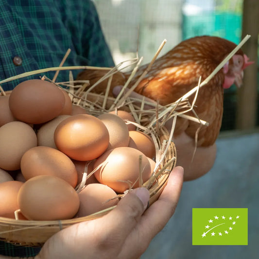 Jaja z chowu ekologicznego EKO 10 szt.